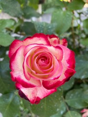 pink rose in garden