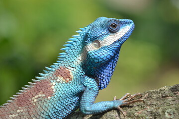 iguana on a tree