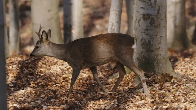 European roe deer (Capreolus capreolus) walking through a beech forest