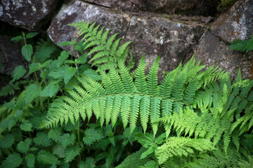 Closeup of fern leaves on rocks in the forest