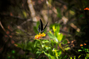 Butterfly on Flower