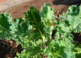 Kale planted in an urban garden