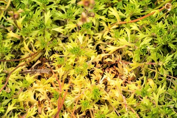 Garden decorative moss for alpine slides as a natural background.