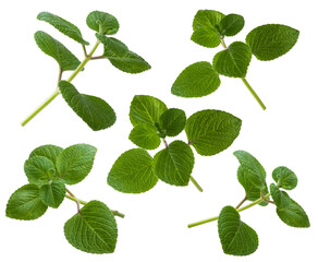 set of oregano plant, also known as origanum or wild marjoram, most widely used aromatic herbal mint family plant isolated on white background