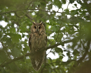 Long-eared owl .Asio otus perched on a branch .