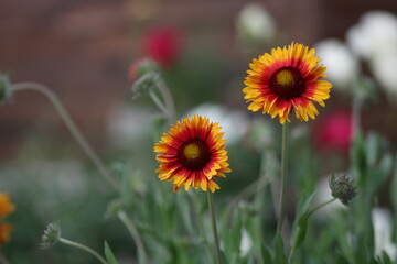 red and yellow flowers