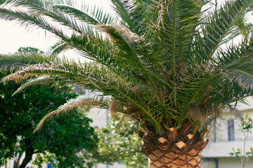 Fototapeta na wymiar Spreading date palm on the background of the house