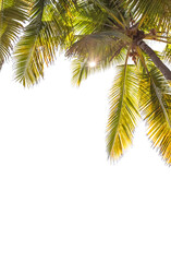 Palmes de cocotiers sur fond blanc 