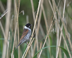 Common reed bunting perched on reeds