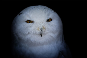Fototapeta premium Detail portrait snowy owl