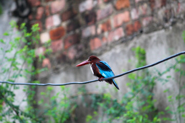 kingfisher on branch