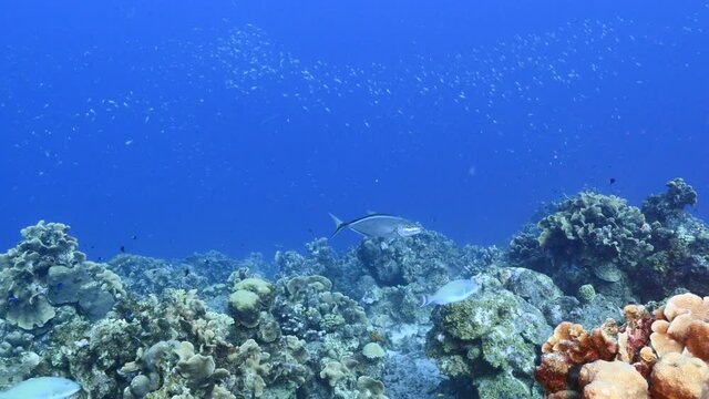 Seascape with Blue Runner Jack, coral and sponge in coral reef of Caribbean Sea, Curacao