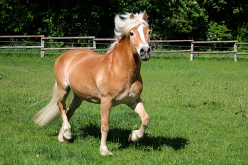 beautiful haflinger horse is running on the paddock and looking into the camera