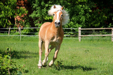 beautiful haflinger horse is running on the paddock and looking into the camera - obrazy, fototapety, plakaty