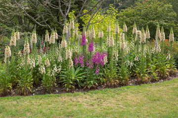 A garden border filled with tall spire forming digitalis for a magnificent display