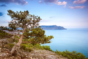 Fototapeta premium Sudak, Crimea - Crimean pine against the backdrop of the Crimean mountains, turquoise sea and sunset sky with beautiful clouds.