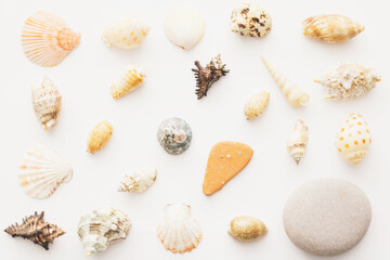 A pattern of white and beige sea shells on white background,flat lay