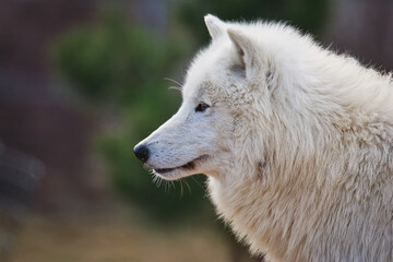 Obraz na płótnie Canvas Arctic wolf in the forest