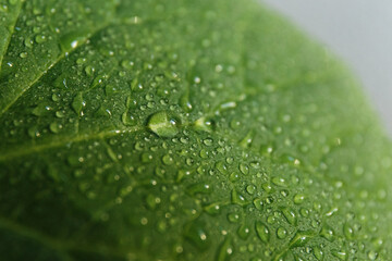 
Dew drops with glare of the sun on a green leaf shot close-up on a macro lens, beautiful botanical background for text, website or mockup