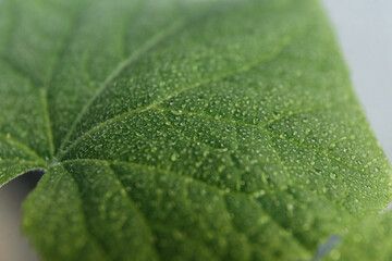 
Dew drops with glare of the sun on a green leaf shot close-up on a macro lens, beautiful botanical background for text, website or mockup