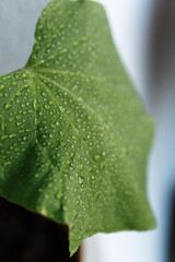 
Dew drops with glare of the sun on a green leaf shot close-up on a macro lens, beautiful botanical background for text, website or mockup