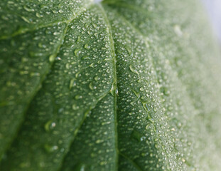 
Dew drops with glare of the sun on a green leaf shot close-up on a macro lens, beautiful botanical background for text, website or mockup