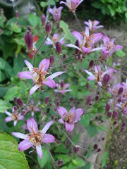 杜鵑草の花