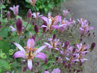 ホトトギスの花