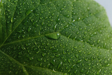 
Dew drops with glare of the sun on a green leaf shot close-up on a macro lens, beautiful botanical background for text, website or mockup
