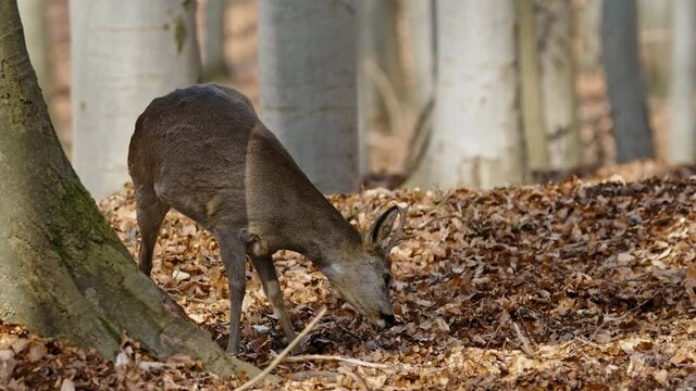 European roe deer (Capreolus capreolus) cautious in a beech forest