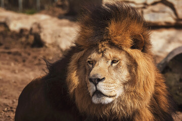 Lion portrait detail
