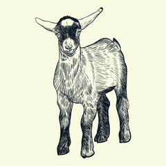 Vintage hand drawn goat4