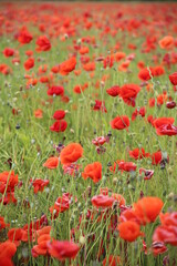 Blooming poppies in the field (focus on the blooms)
