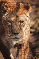 Obraz na płótnie Canvas Lion portrait detail