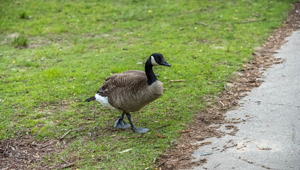 Canada Goose at High park. High Park is in downtown Toronto.