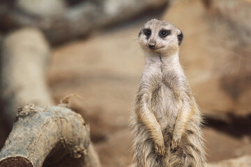 meerkat on guard
