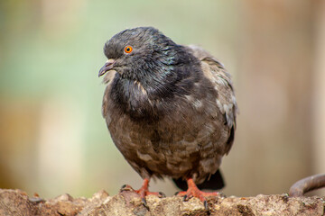 pigeon on the ground