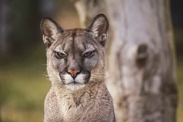 Raamstickers american cougar in portrait © Sangur