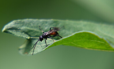 Wespe auf Rhabarberblatt