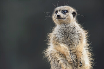 Suricate detail portrait