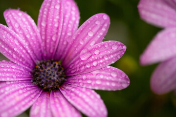 Fototapeta premium Gartenblume mit Wassertropfen in einem lilablauton 