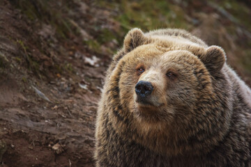 Obraz na płótnie Canvas Brown bear in forest