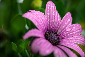 Gartenblume mit Wassertropfen in einem lilablauton 