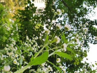 flowers in the garden