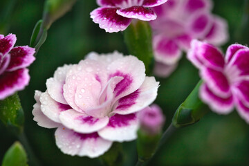 Gartenblume mit Wassertropfen in einem lilablauton 