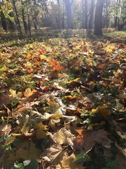Autumn leaves in the forest / Осенние листья в солнечных лучах (ByKate)