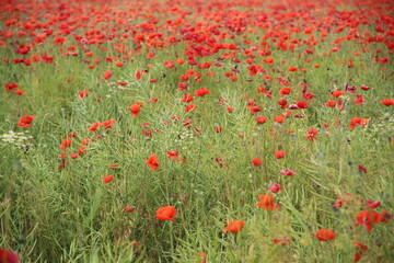 Blooming poppies in the field (focus on the blooms)