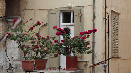 Fototapeta na wymiar flowers in front of a house, Nafplion, Peloponissos, Greece