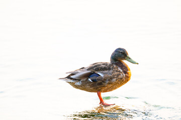duck on the water