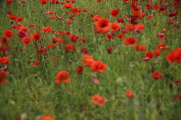 Blooming poppies in the field (focus on the blooms)